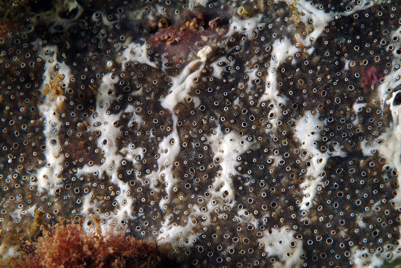 Diplosoma cfr. spongiforme